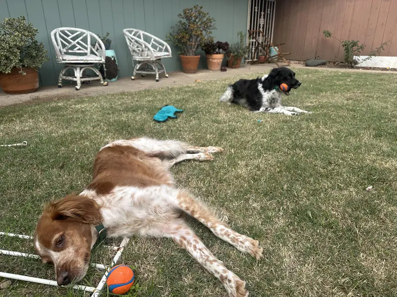 Backyard scene: a brown-and-white dog sprawled on grass, a black-and-white dog nearby, patio chairs behind, Long Beach dog walker