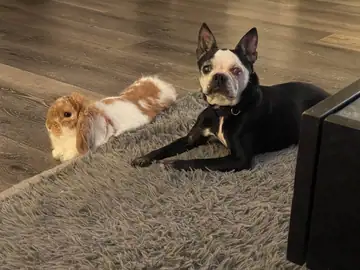 Two dogs on a carpet: a tan-and-white dog and a black-and-tan French bulldog-type dog, Long Beach dog walker