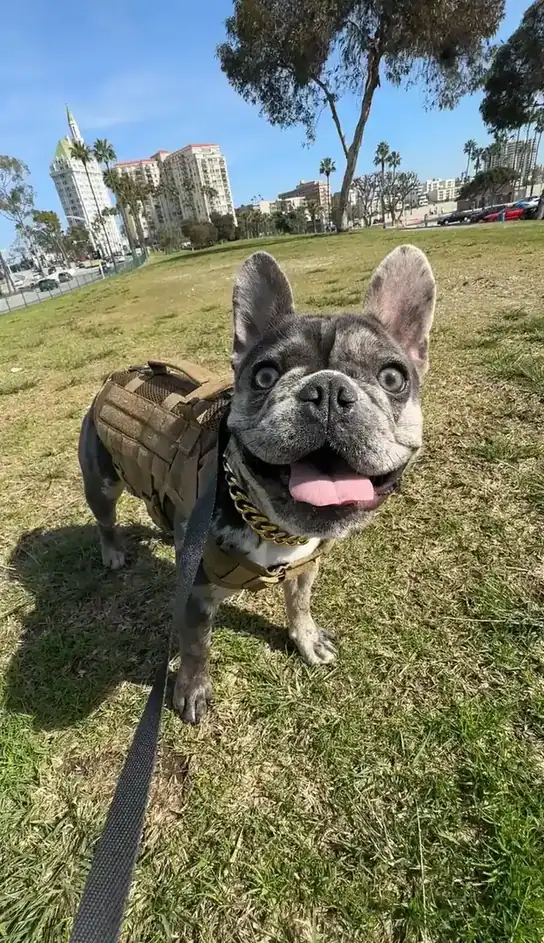 Brindle French bulldog in a tactical-style harness standing on grass, Long Beach dog walker