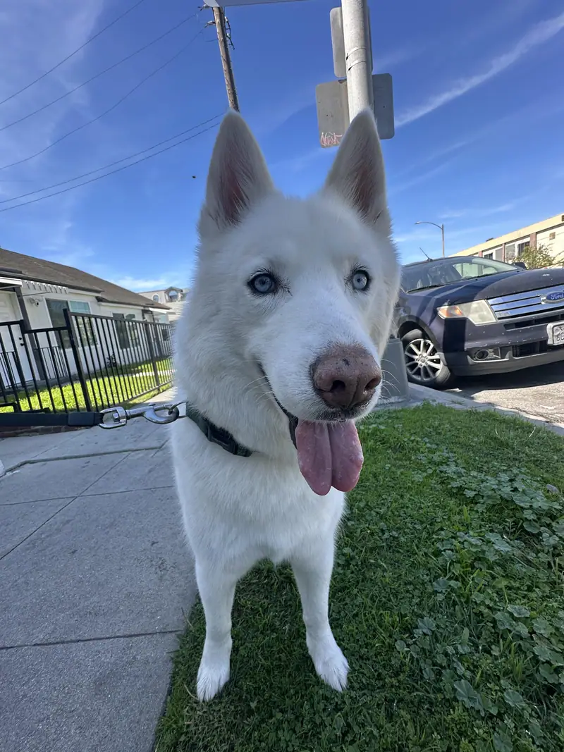 White husky-type dog panting on a grassy sidewalk beside a car, Long Beach dog walker
