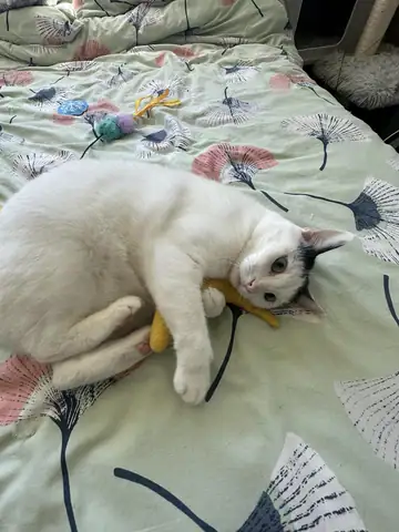 White French bulldog lying on a patterned bedspread with a yellow toy, Long Beach dog walker