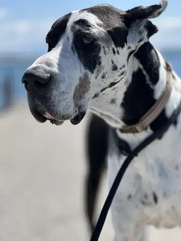 Close-up of a harlequin Great Dane wearing a metal-link collar outdoors, Long Beach dog walker