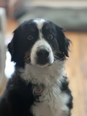 Close-up of a black-and-white border collie-type dog outdoors, Long Beach dog walker