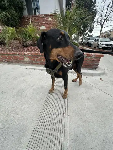 Black-and-tan dachshund-type dog standing on a sidewalk, sunny, Long Beach dog walker