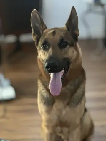 German shepherd-type dog panting, close-up indoors, Long Beach dog walker