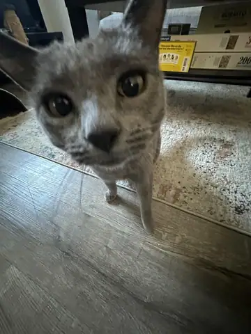 Gray tabby kitten looking up on a tiled floor, Long Beach dog walker