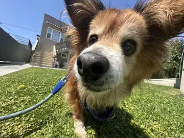 Papillon-type dog with large ears, close-up on grass, Long Beach dog walker