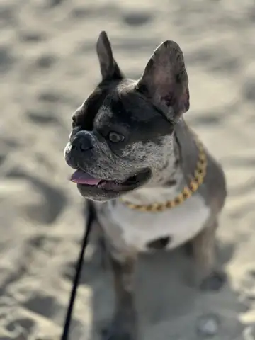 Black-and-white French bulldog with a gold collar on sand, mouth open, Long Beach dog walker