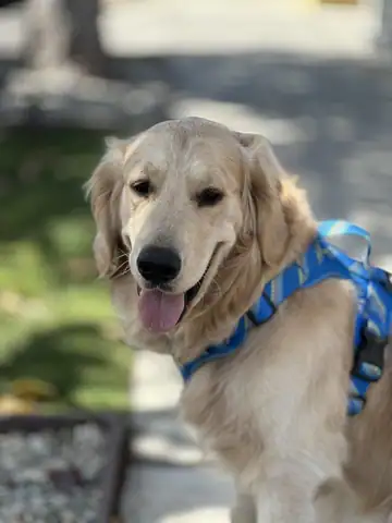 Golden retriever in a blue harness sitting outdoors, tongue out, Long Beach dog walker