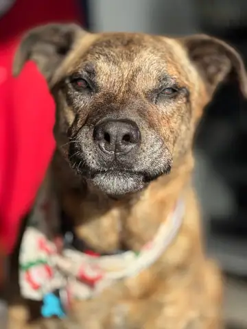Brindle dog in a patterned bandana, close-up against a red background, Long Beach dog walker