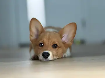 Tan-and-white corgi-type puppy lying on a wood floor, ears up, Long Beach dog walker