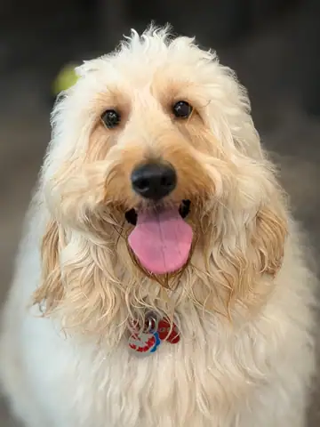 Cream-colored doodle close-up with tongue out, Long Beach dog walker