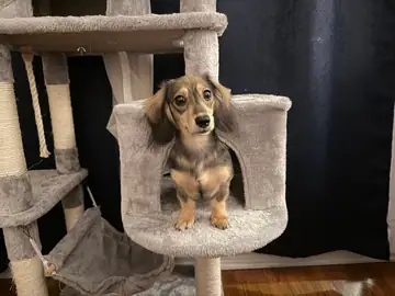 Small dachshund-type dog sitting in a cat tree, Long Beach dog walker
