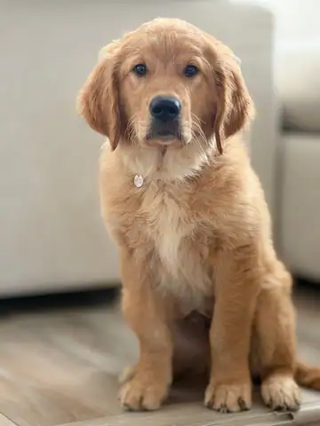 Golden retriever puppy sitting indoors, Long Beach dog walker