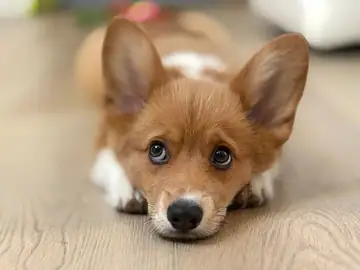 Corgi lying on a wood floor, Long Beach dog walker