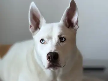 White husky-type dog with blue eyes, close-up, Long Beach dog walker
