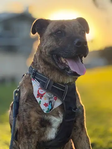 Brindle pit bull-type dog in a bandana with tongue out, at sunset, Long Beach dog walker