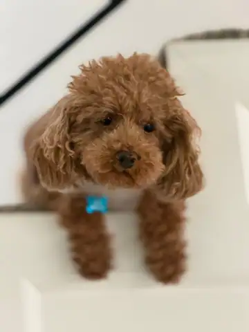 Apricot miniature poodle standing, with a blue tag, Long Beach dog walker