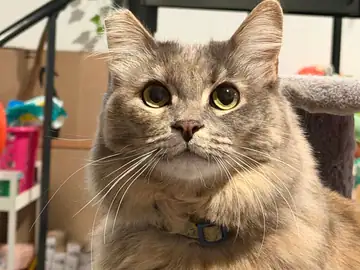 Gray tabby cat with a collar, close-up, Long Beach dog walker