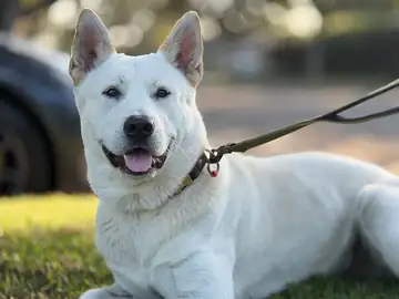 White shepherd-type dog on a leash on grass, Long Beach dog walker