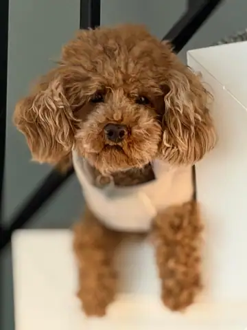 Apricot miniature poodle in a white top, standing on a stool, Long Beach dog walker