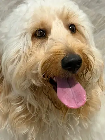 Cream doodle close-up with tongue out, Long Beach dog walker