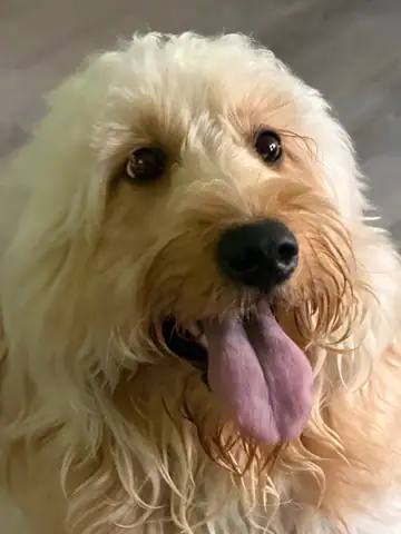 Cream doodle close-up with tongue out, Long Beach dog walker