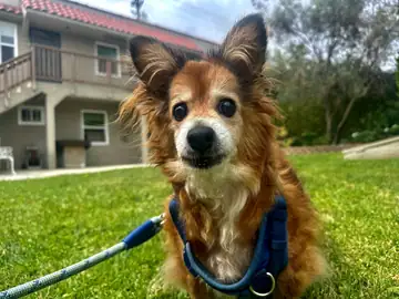 Papillon-type dog in a blue harness standing on grass, Long Beach dog walker
