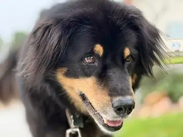Black-and-tan fluffy dog close-up, tongue out, Long Beach dog walker