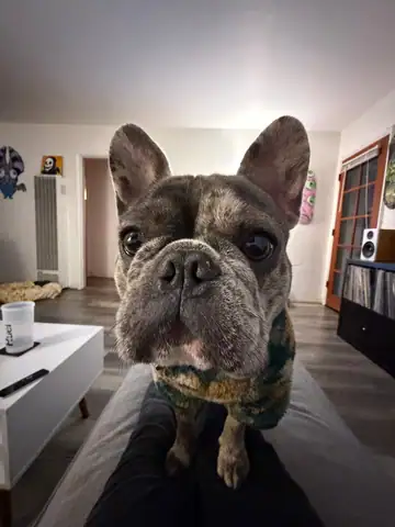 Brindle French bulldog with a dark face standing indoors, Long Beach dog walker