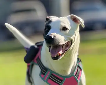 White-and-brown pit mix in a pink harness, outdoors, Long Beach dog walker