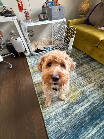 Small wheaten-type dog standing on a rug beside a dog crate, Long Beach dog walker