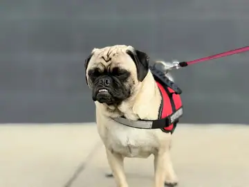 Fawn pug in a red-and-black harness on a leash, Long Beach dog walker