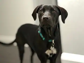 Black Labrador-type dog with a teal collar, standing indoors, Long Beach dog walker