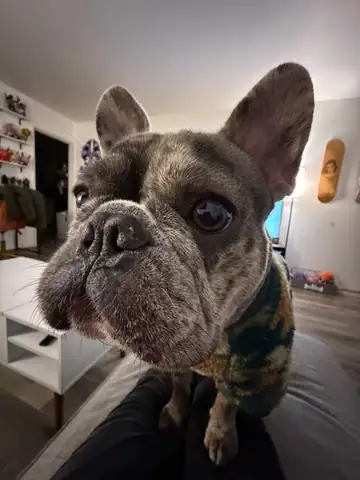 Brindle French bulldog with large ears in a living room, Long Beach dog walker