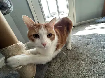 Orange-and-white cat lying on a rug, Long Beach dog walker
