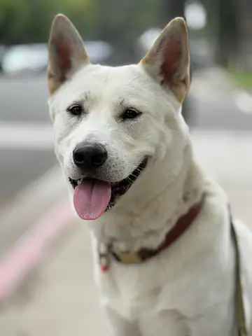 White dog with tongue out on a sidewalk, Long Beach dog walker