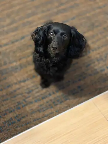 Black dog lying on a rug, looking up, Long Beach dog walker
