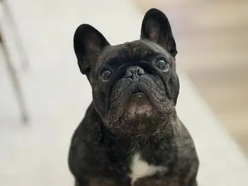 Brindle French bulldog with cropped ears standing on a wood floor, Long Beach dog walker