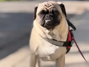 Fawn pug in a red harness standing outdoors, Long Beach dog walker