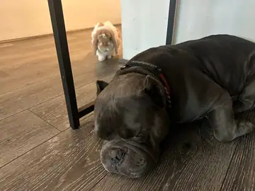 Dark-brindle dog lying on a wood floor, Long Beach dog walker