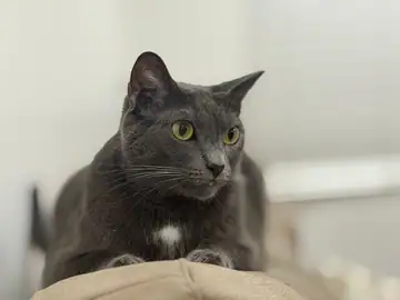 Gray cat sitting, Long Beach dog walker