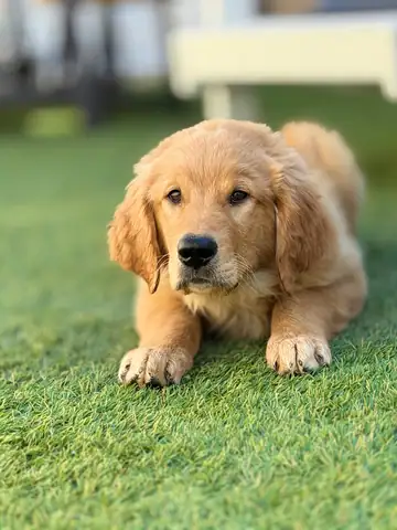 Golden retriever puppy lying on grass, Long Beach dog walker