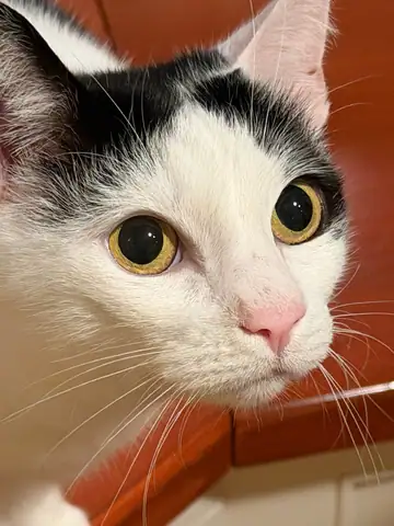 Black-and-white cat, close-up, Long Beach dog walker