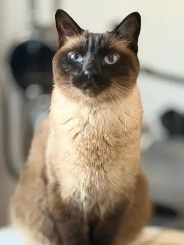 Siamese-type cat sitting, Long Beach dog walker