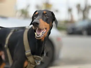 Black-and-tan Doberman in a harness, mouth open, outdoors near cars, Long Beach dog walker