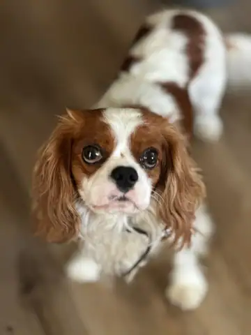 Ruby Cavalier King Charles spaniel close-up, looking up, Long Beach dog walker