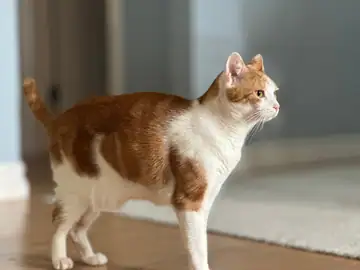 Orange-and-white cat standing on a wood floor, Long Beach dog walker