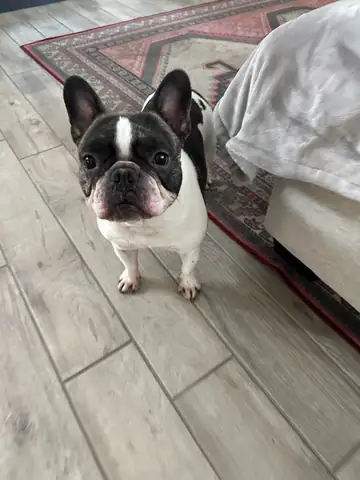 Black-and-white French bulldog standing on a wood floor, Long Beach dog walker