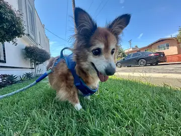 Papillon-type dog in a blue harness walking on grass, Long Beach dog walker